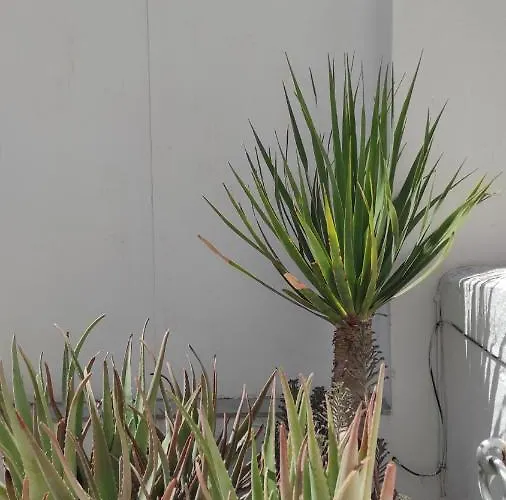 Playa La Caleta Terraza Con Barbacoa